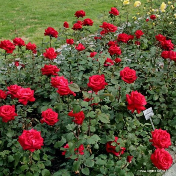 Tējhibrīdroze GRANDE AMOUR