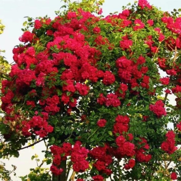 Vīteņroze CRIMSON SHOWER