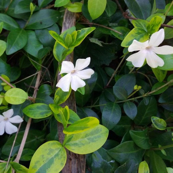 Kapmirte - Vinca minor Alba Variegata P9