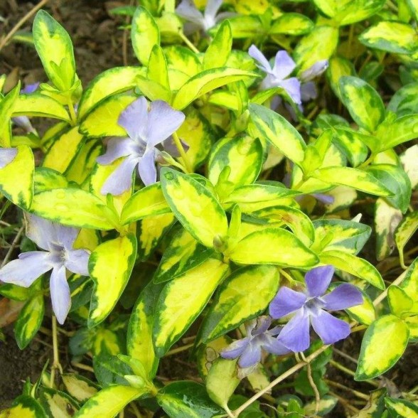 Kapmirte - Vinca minor ATROPURPUREA P9
