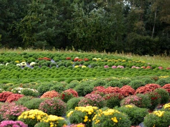 How to grow ball chrysanthemums from seedlings?