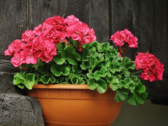 Pelargonium cultivation