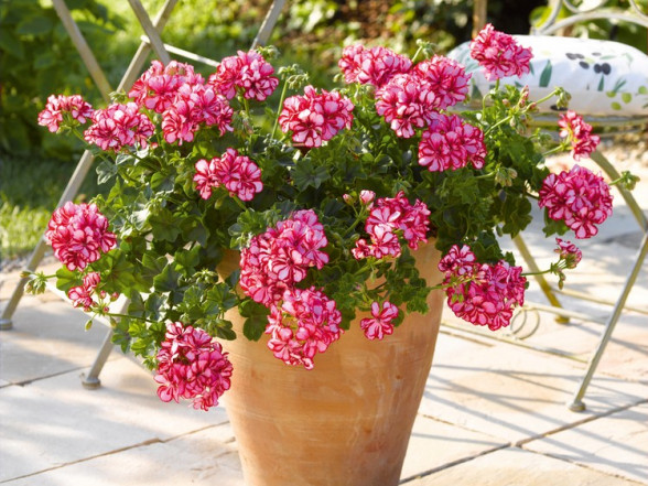 Pelargoniju jaunstādi