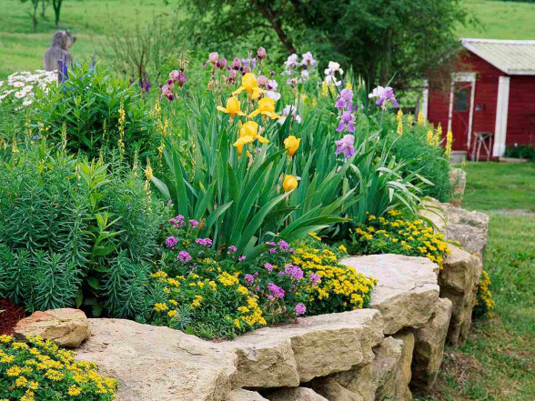 Ziemciešu kailsakņu stādi