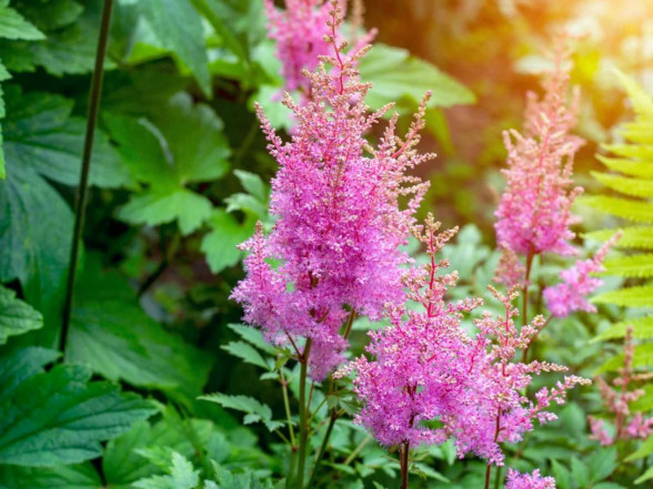 Astilbes