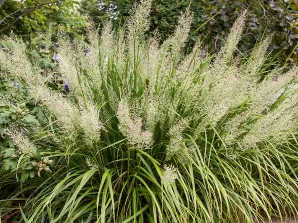 Graudzāles konteinerstādi