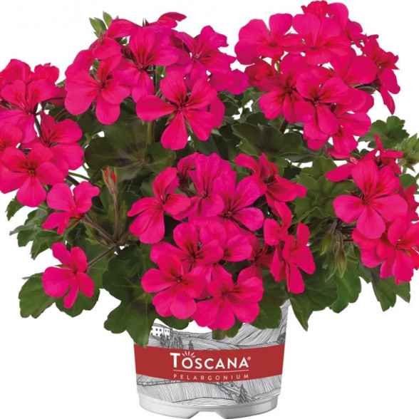 Pelargonija VILLETA NEON ROSE