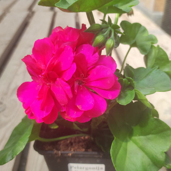 Pelargonium - Royal HOT PINK (1l)