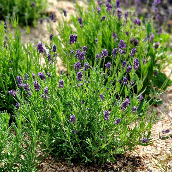 Lavandula angustifolia BLUE SCENT Improved konteinerstāds