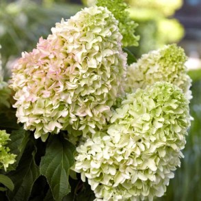 Hortenzija - Hydrangea paniculata LITTLE FRISE  C5