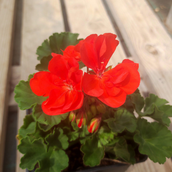 Pelargonija – Moonligt Vanessa