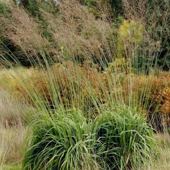 Niedru molīnija – Molinia arundinacea KARL FOERSTER