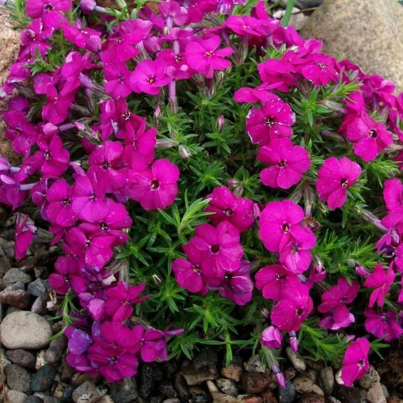 Duglasa floksis - Phlox douglasii  RED ADMIRAL  P9