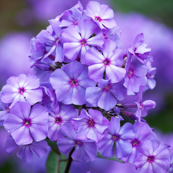 Флокс Blue Paradise