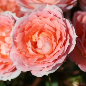 Krūmroze (mini)  FLOWER POWER