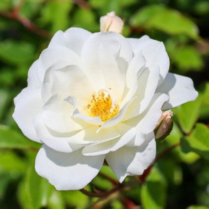 Vīteņroze CLIMPING ICEBERG WEISS