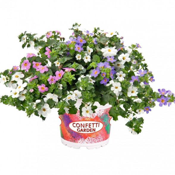 Confetti Garden COCONUT COAST