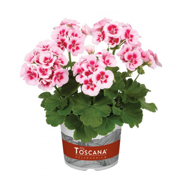 Pelargonija SMART WHITE SPLASH (white with eye)