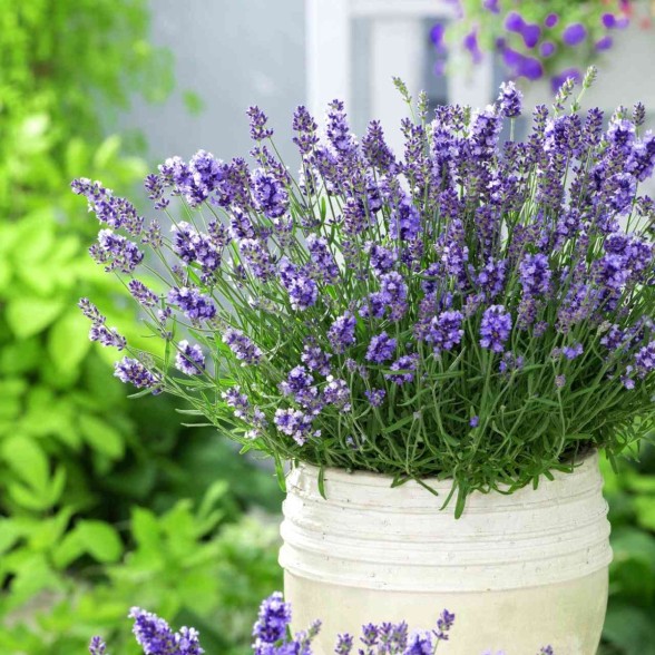 Lavandula angustifolia ESSENCE PURPLE kailsaknis - 2 gad.