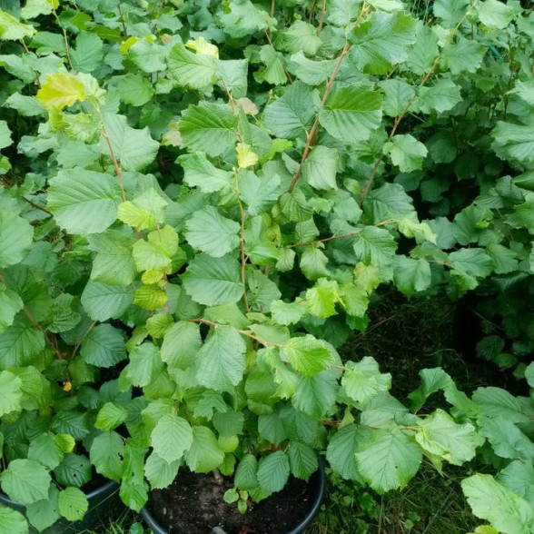 Lielaugļu lazda Cosford konteinerstāds 5 l