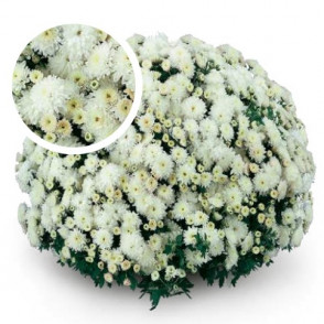 Chrysanthemum Axima White