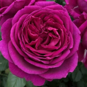 Floribundroze Für Elise