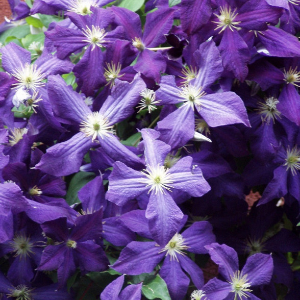 Mežvītenis - Clematis Jackmanii