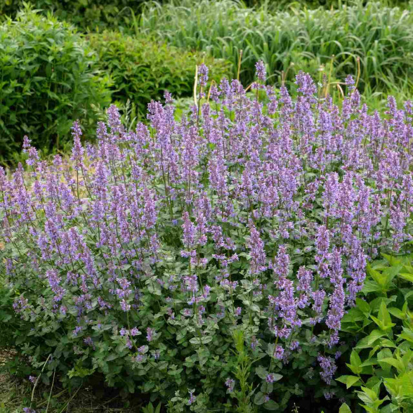 Lielziedu kaķumētra - Nepeta grandiflora ZINSER'S GIANT, P11