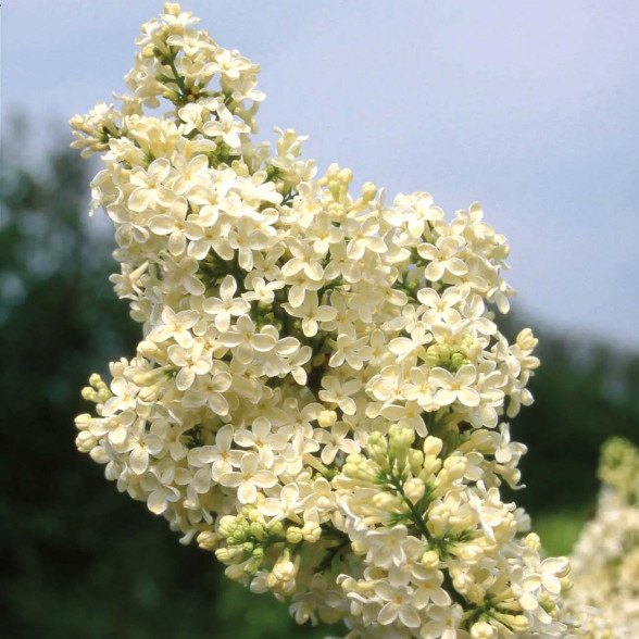 Ceriņš -  Syringa vulgaris PRIMROSE 3,5l