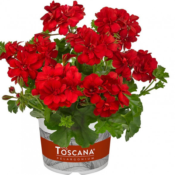 Pelargonija BIG5 RED