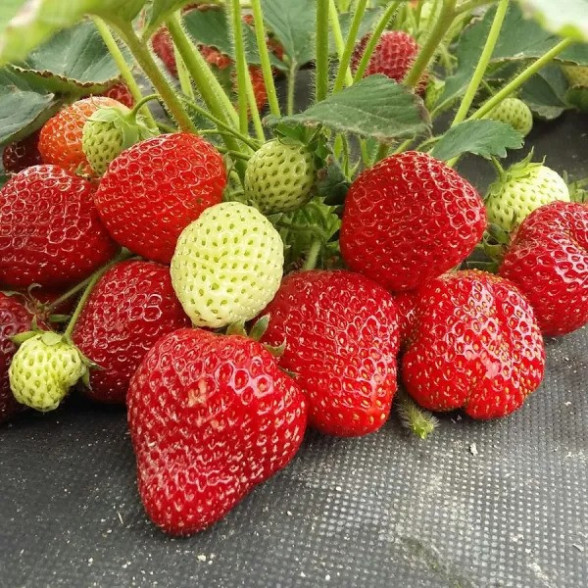 PARLANDO - A kategorijas frigo stādi (10gb.)