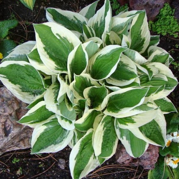 Hosta MINUTEMAN konteinerstāds
