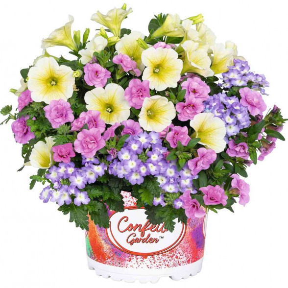 Confetti Garden BUNNY BOO