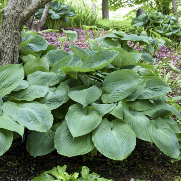 Hosta BIG DADDY - konteinerstāds