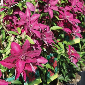 Mežvītenis - Clematis Rüütel