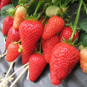 ALBA - A kategorijas frigo stādi (10gb.)