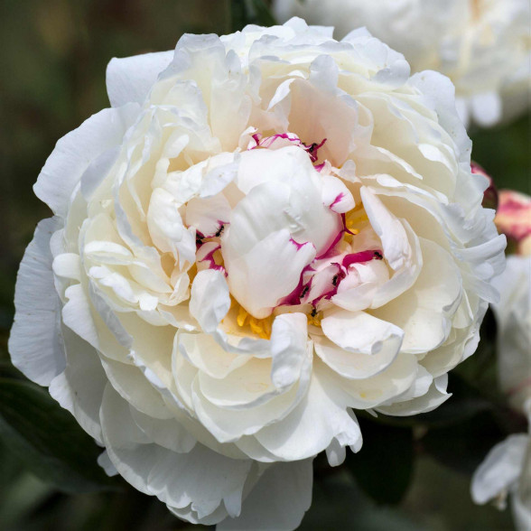 Peonija - Paeonia Lactiflora FESTIVA MAXIMA