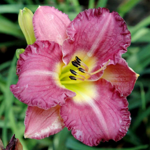 Hemerocallis Entrapment