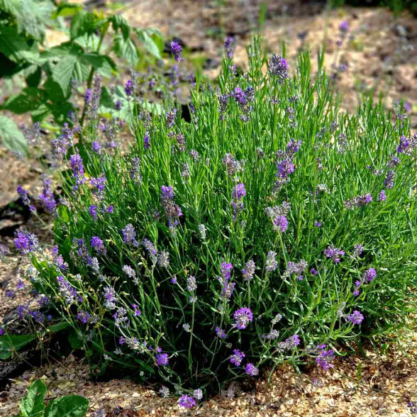 Lavandula angustifolia Munstead strain