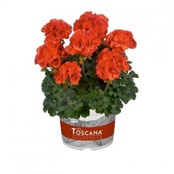 Pelargonija DOLCE VITA SYLVIA ORANGE