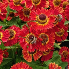 Helēnija - Helenium 'Salsa'®, P13