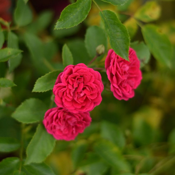 Vīteņroze ROSA CHEVY CHASE - 3 gad.