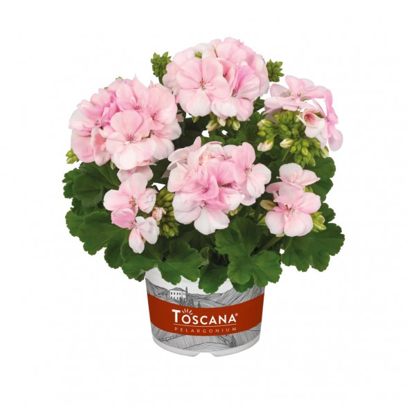 Pelargonija SMART MAUREEN LIGHT PINK