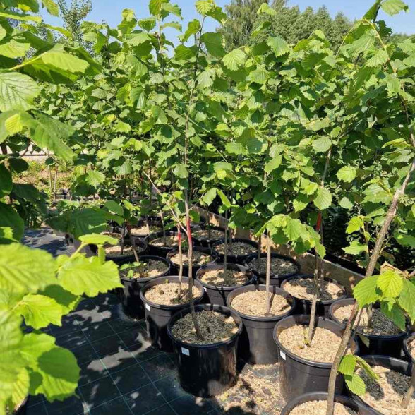 Vīteņsausserdis – Lonicera Quercina