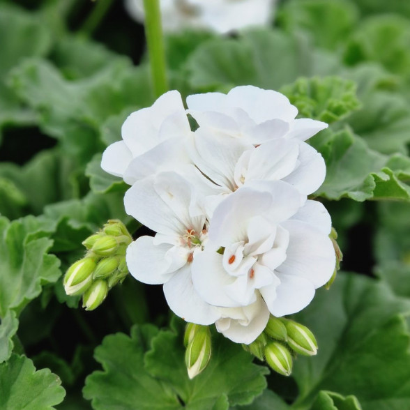 Pelargonija GALAXY WHITE Impr