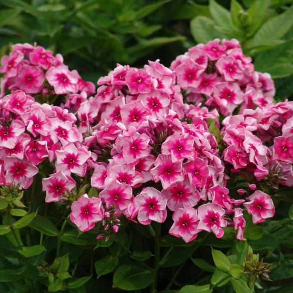 Phlox Stars and Stripes