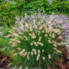 Fountain grass - Pennisetum alopecuroides LITTLE BUNNY