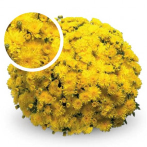 Chrysanthemum Axima Yellow