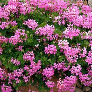 Pelargonija MINIBALKON LILA