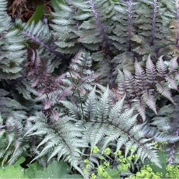 Paparde Athyrium niponicum Metallicum P9